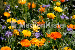 blumenwiese.jpg