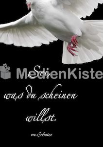 Firmung_Taube_fotolia_sokrates.jpg