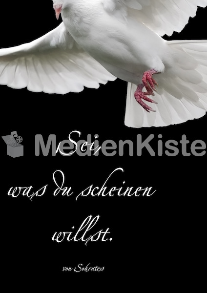 Firmung_Taube_fotolia_sokrates.jpg