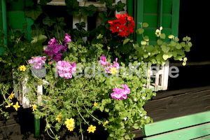 IMG_7374.JPG