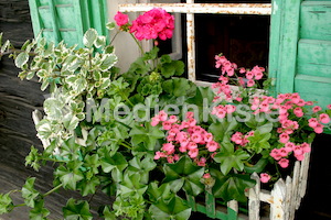 IMG_7375.JPG