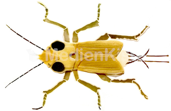 Insektenscherenschnitt_lisa huber.jpg