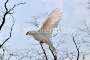 weiße taube_flickr_joachim_s_müller