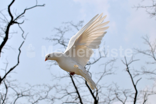 weiße taube_flickr_joachim_s_müller