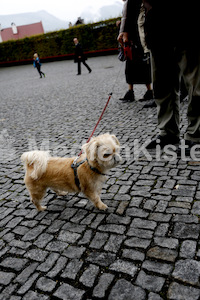 Austrägerwallfahrt_Mariazell_F._Neuhold-4257