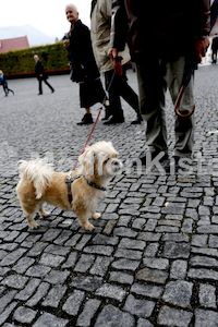 Austrägerwallfahrt_Mariazell_F._Neuhold-4258