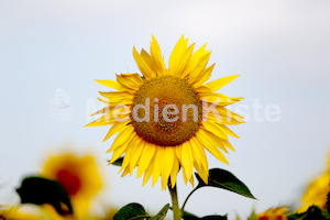 Eine schöne Sonnenblume