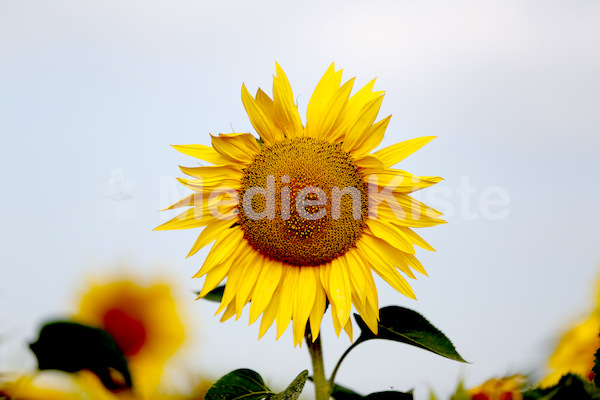 Eine schöne Sonnenblume