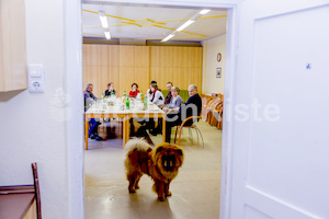 Kirchenhund Tiger von Pfarrer Babski-3390-2