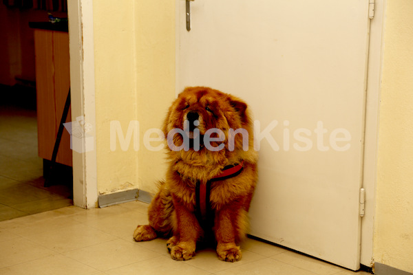 Kirchenhund Tiger von Pfarrer Babski-3394