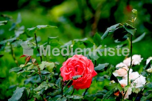LNK_2017Graz_F._Neuhold_LR-2200
