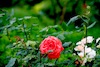 LNK_2017Graz_F._Neuhold_LR-2200