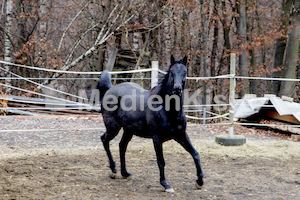 Pferdesegnung am Huehnerberg-7729