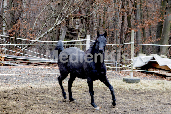 Pferdesegnung am Huehnerberg-7729