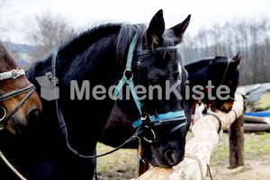 Pferdesegnung am Huehnerberg-7746