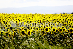 Sonnenblumen-3539