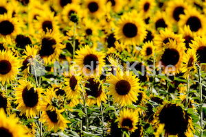 Sonnenblumen-3540 (2)