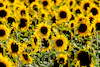 Sonnenblumen-3540 (2)