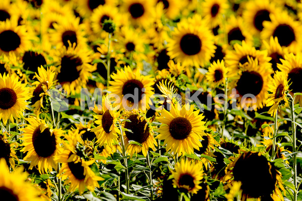 Sonnenblumen-3540 (2)