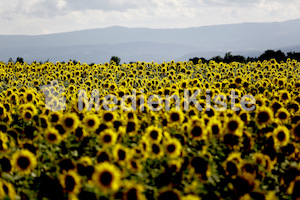 Sonnenblumen-3541-2