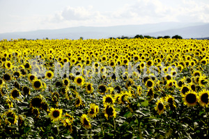 Sonnenblumen-3543