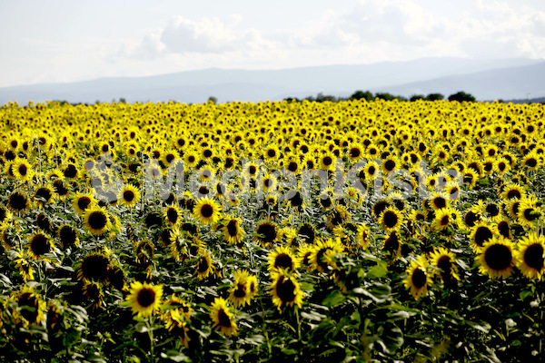 Sonnenblumen-3543