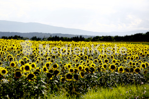 Sonnenblumen-3548