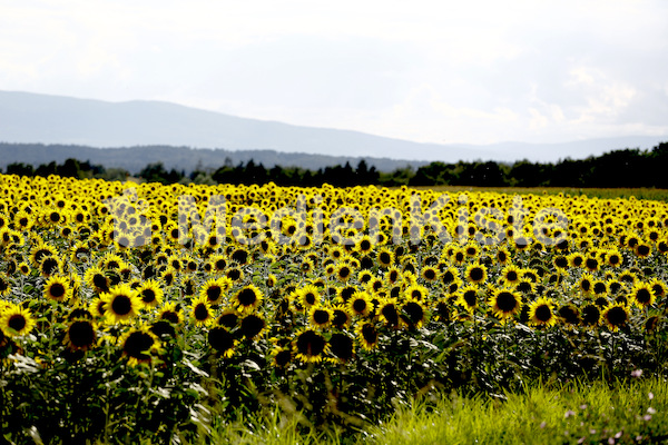 Sonnenblumen-3548