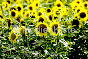 Sonnenblumen-3549