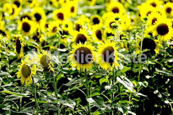 Sonnenblumen-3549