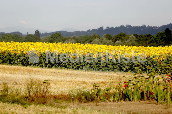 Sonnenblumen-3552