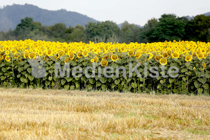 Sonnenblumen-3554