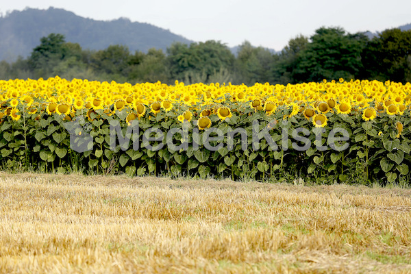 Sonnenblumen-3554