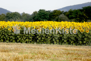 Sonnenblumen-3555