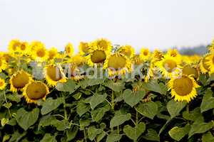 Sonnenblumen-3556