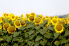 Sonnenblumen-3556