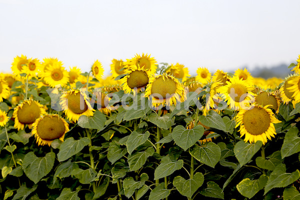 Sonnenblumen-3556