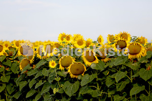 Sonnenblumen-3558