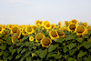 Sonnenblumen-3558