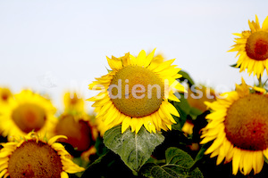 Sonnenblumen-3559