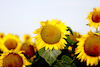 Sonnenblumen-3559