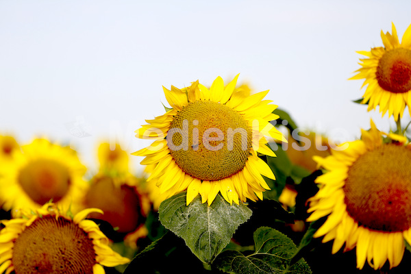 Sonnenblumen-3559