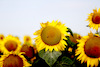 Sonnenblumen-3560