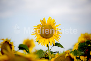 Sonnenblumen-3562-2