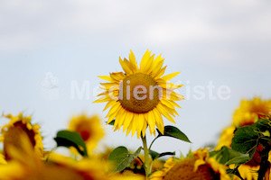 Sonnenblumen-3562