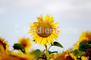 Sonnenblumen-3563