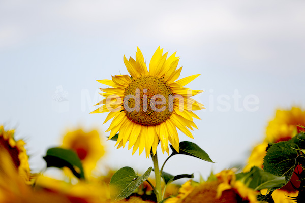 Sonnenblumen-3563