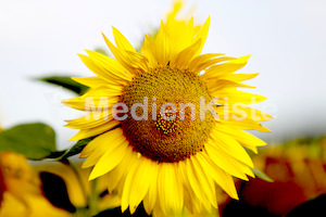 Sonnenblumen-3564