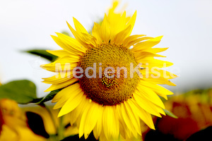 Sonnenblumen-3564