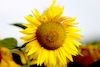 Sonnenblumen-3564